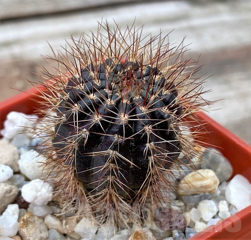 SHPR13047 Lobivia arachnacantha var. densiseta WR 186