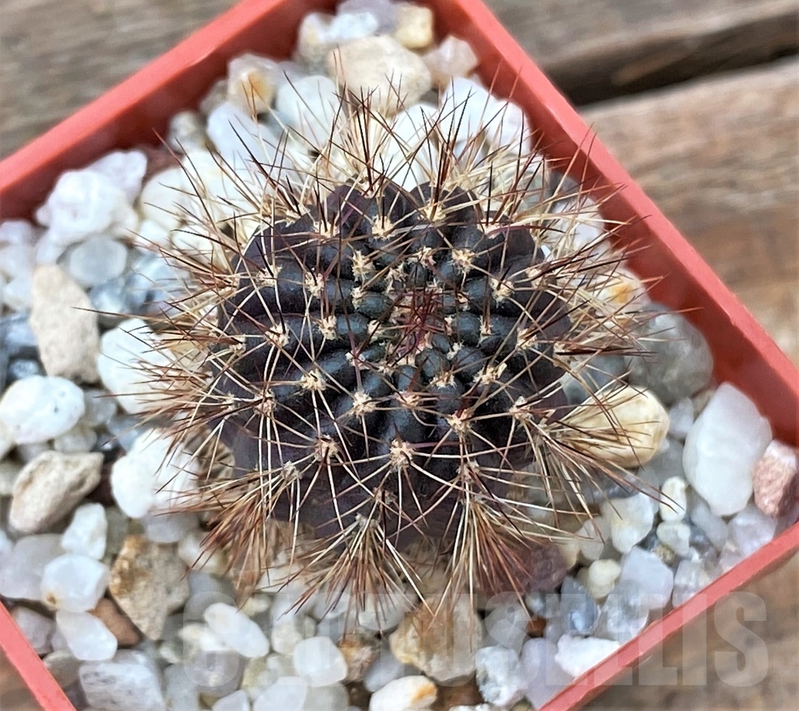 SHPR13047 Lobivia arachnacantha var. densiseta WR 186 - Image 2