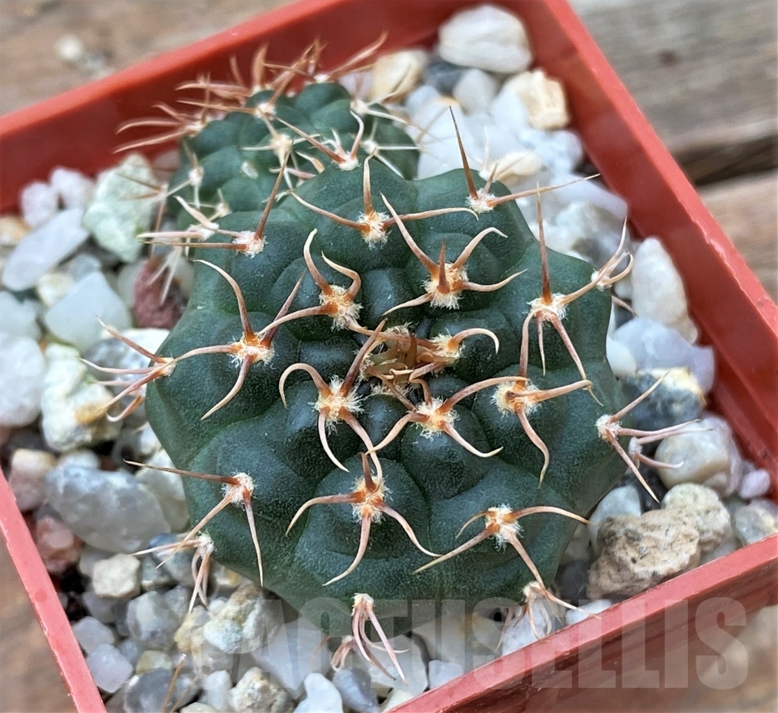 SHPR13048 Gymnocalycium sp.