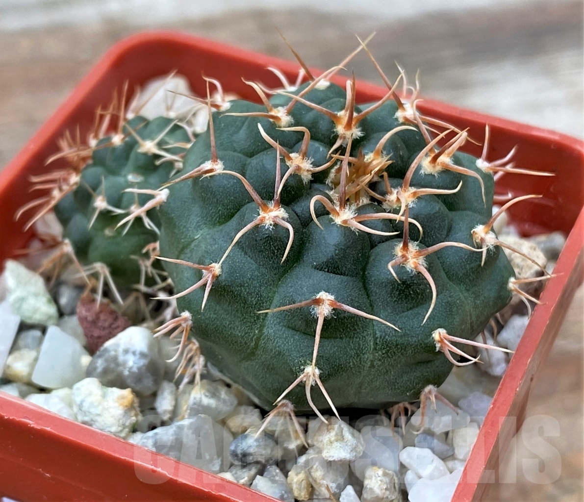 SHPR13048 Gymnocalycium sp. - Image 2