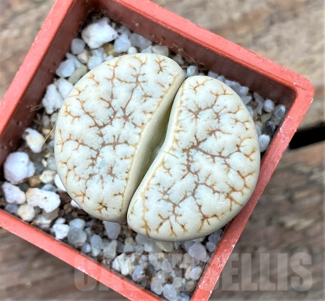 SHPR4448 Lithops gracilidelineata var. waldroniae C189, 60 km SE of Swakopmund, Namibia