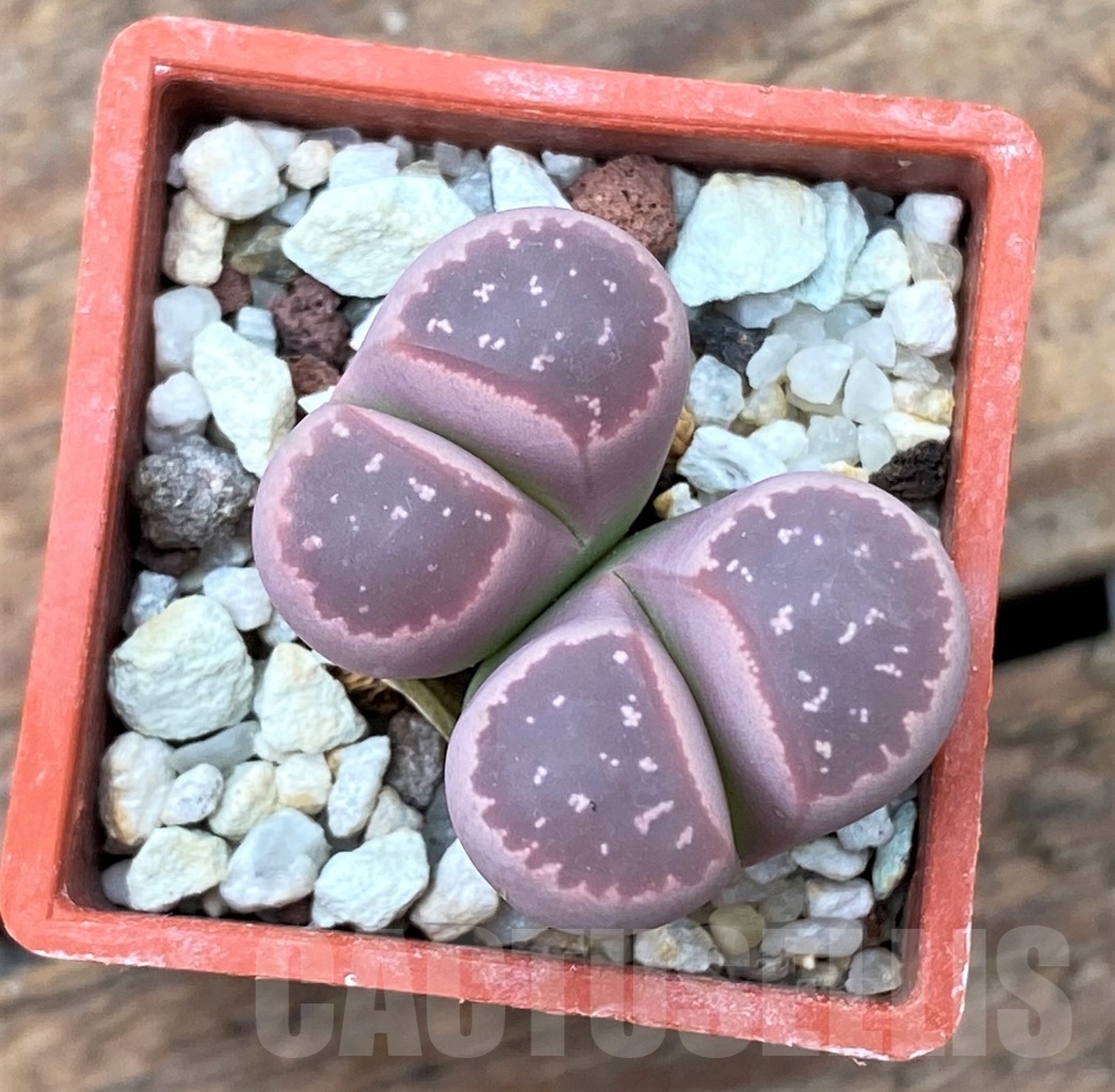 SHPR3952 Lithops olivacea v. nebrownii 'Red Olive'