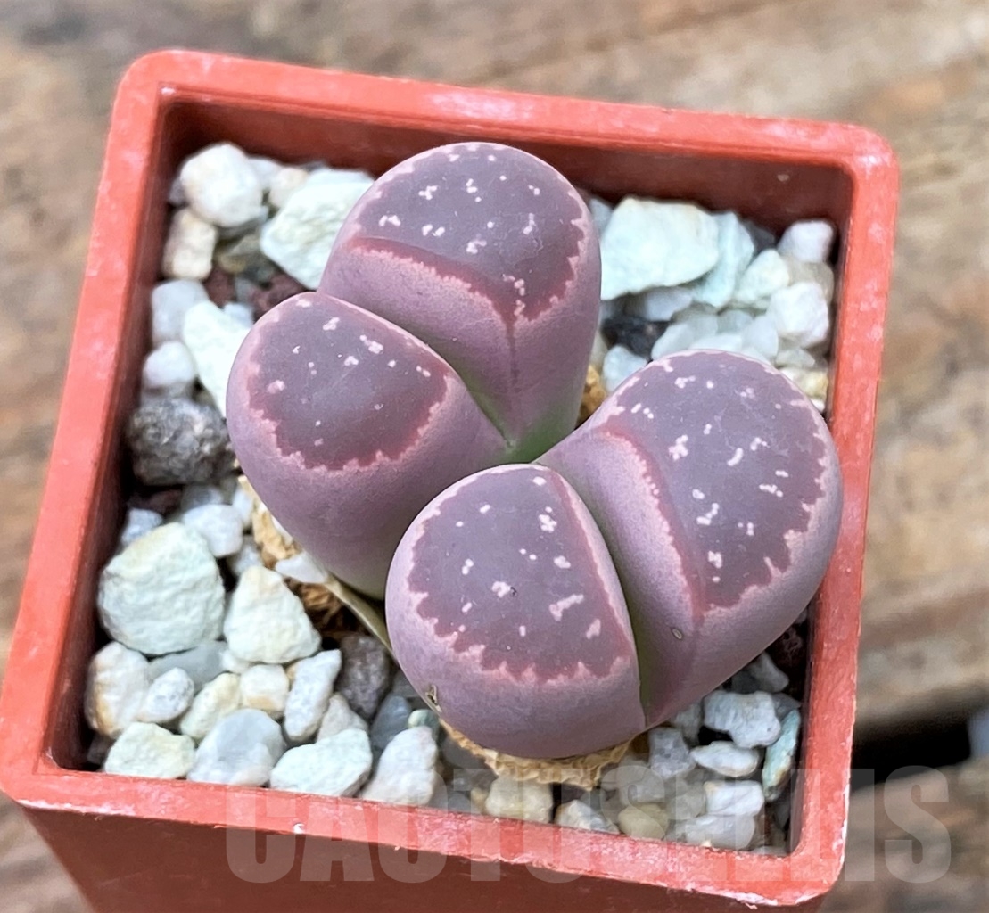 SHPR3952 Lithops olivacea v. nebrownii 'Red Olive' - Image 2