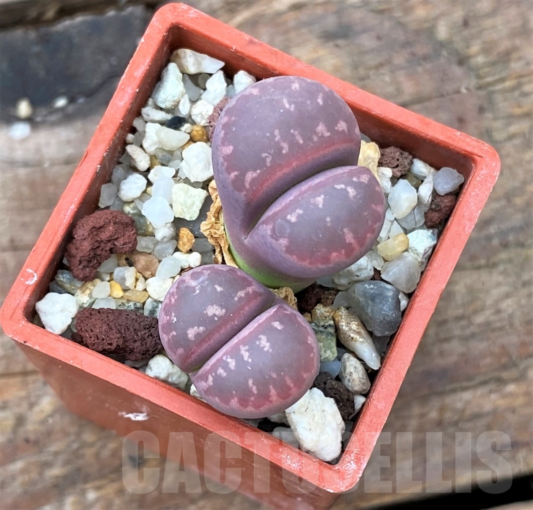 SHPR13049 Lithops olivacea v. nebrownii 'Red Olive'