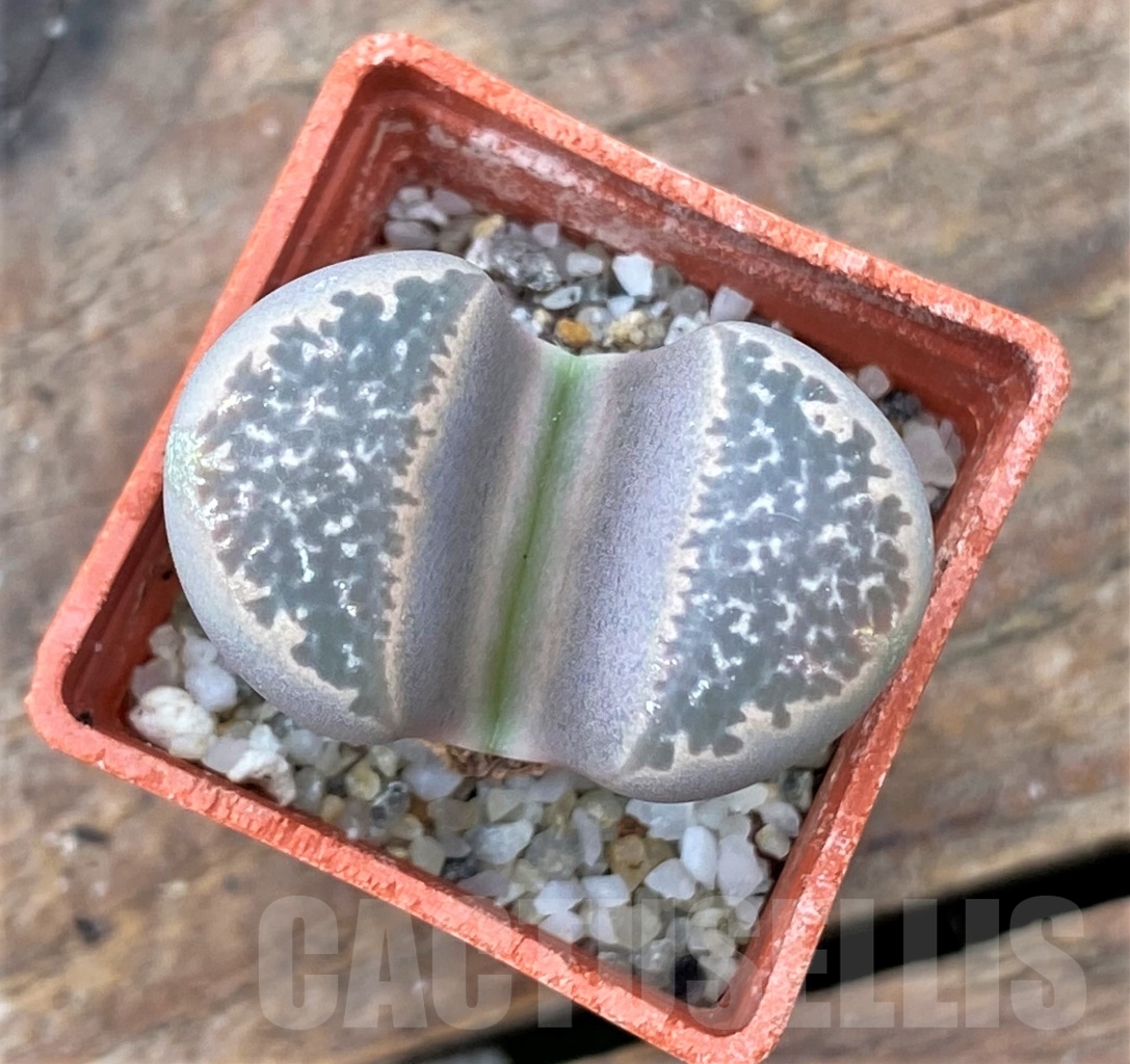 SHPR13051 Lithops naureeniae