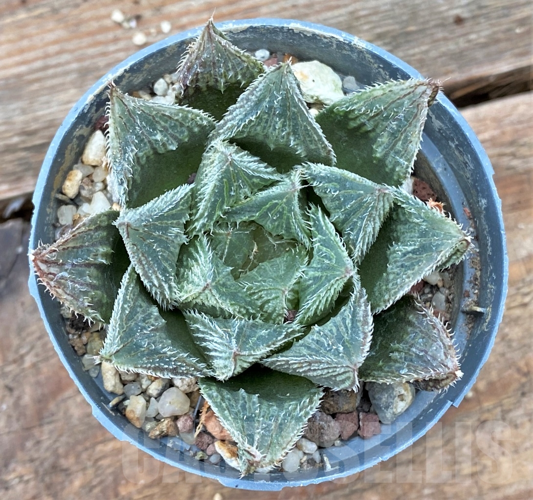 SHPR13052 Haworthia venusta 'Hakugin Emaki' - Image 2