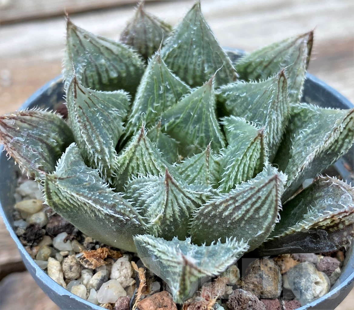 SHPR13052 Haworthia venusta 'Hakugin Emaki'