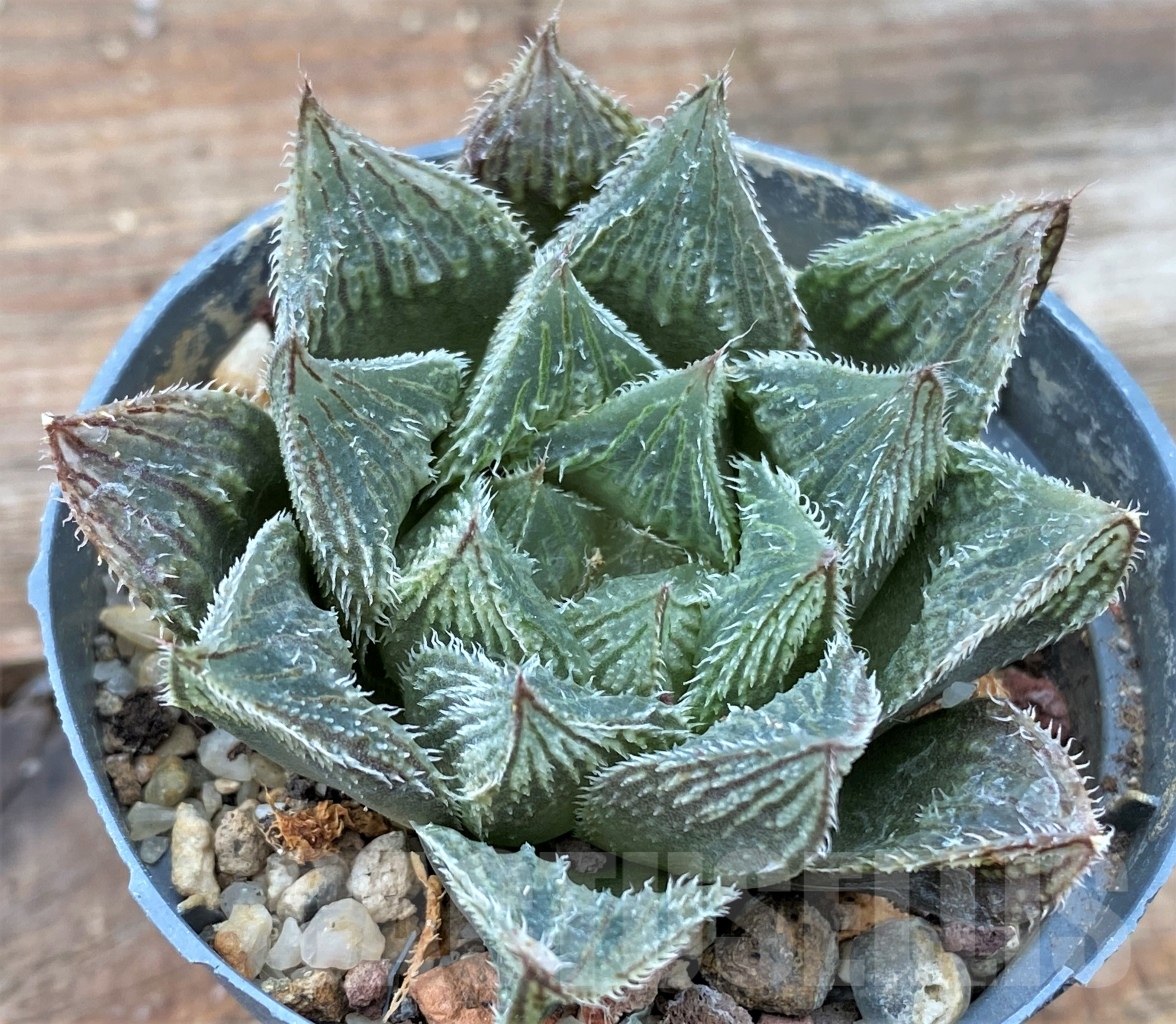 SHPR13052 Haworthia venusta 'Hakugin Emaki' - Image 3