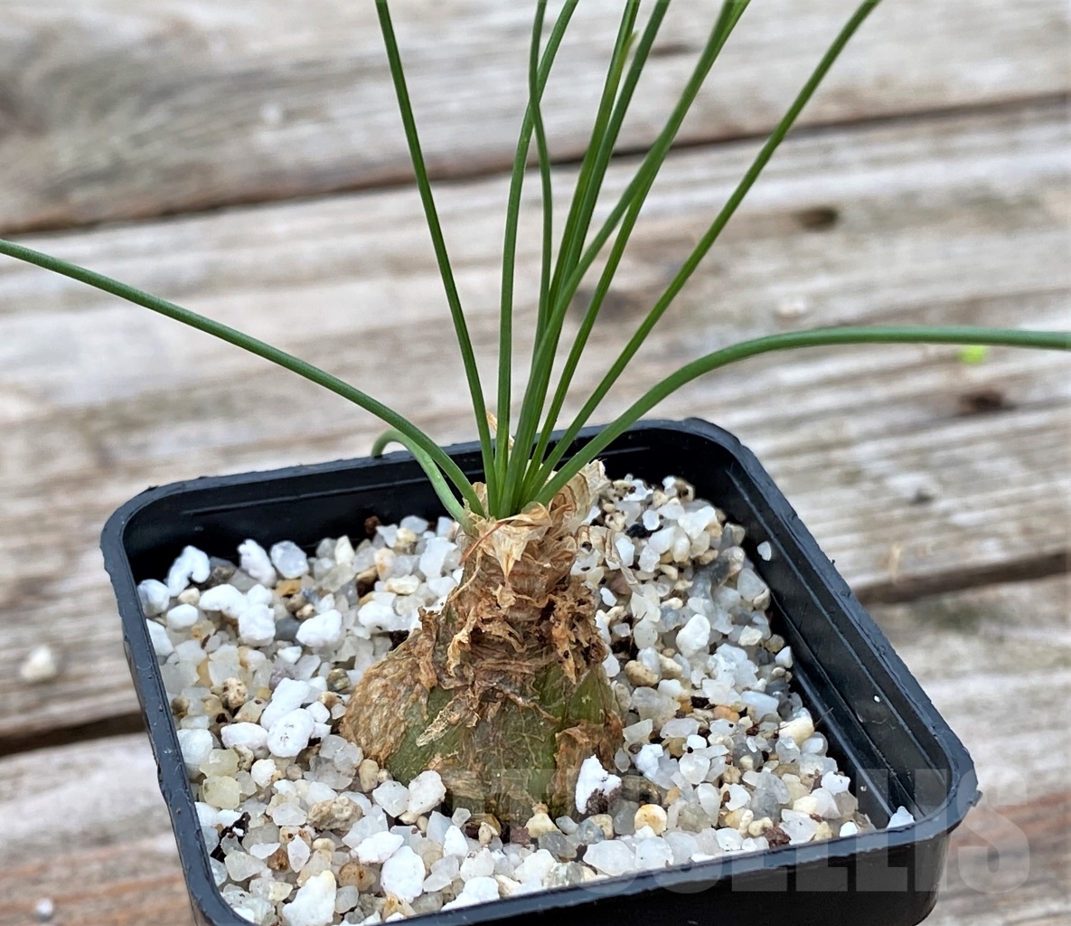 SHPR13053 Albuca aff polyphylla UL 499 - 画像 (3)