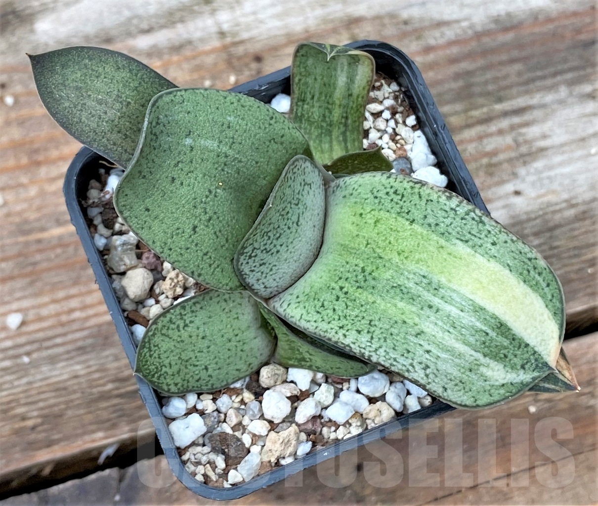 SHPR13054 Gasteria glomerata f. variegated - Image 3