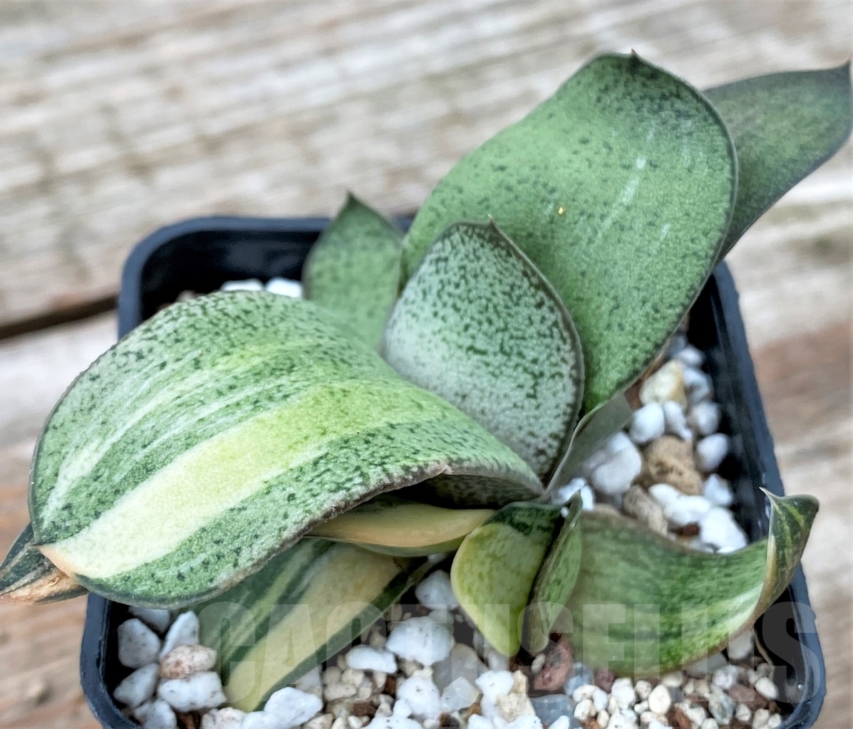 SHPR13054 Gasteria glomerata f. variegated