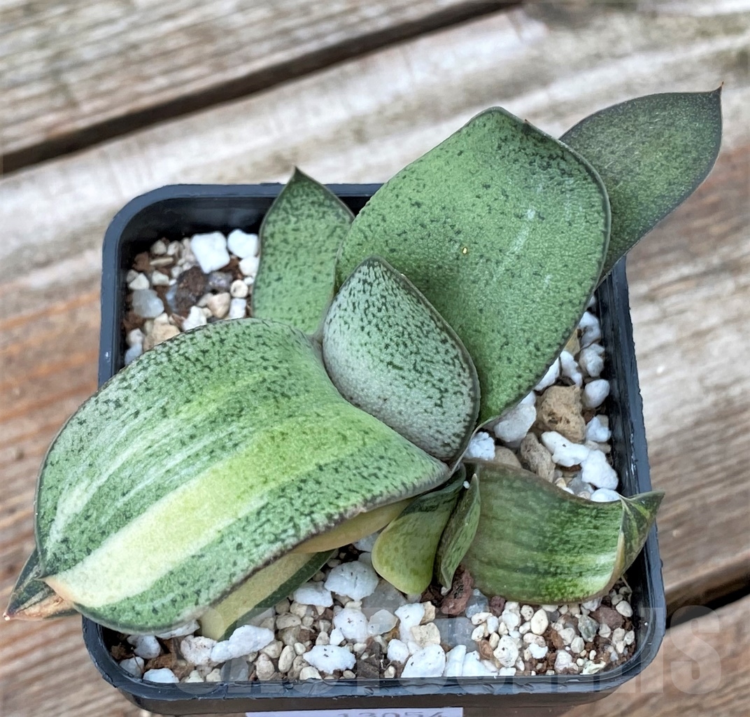 SHPR13054 Gasteria glomerata f. variegated - Image 2