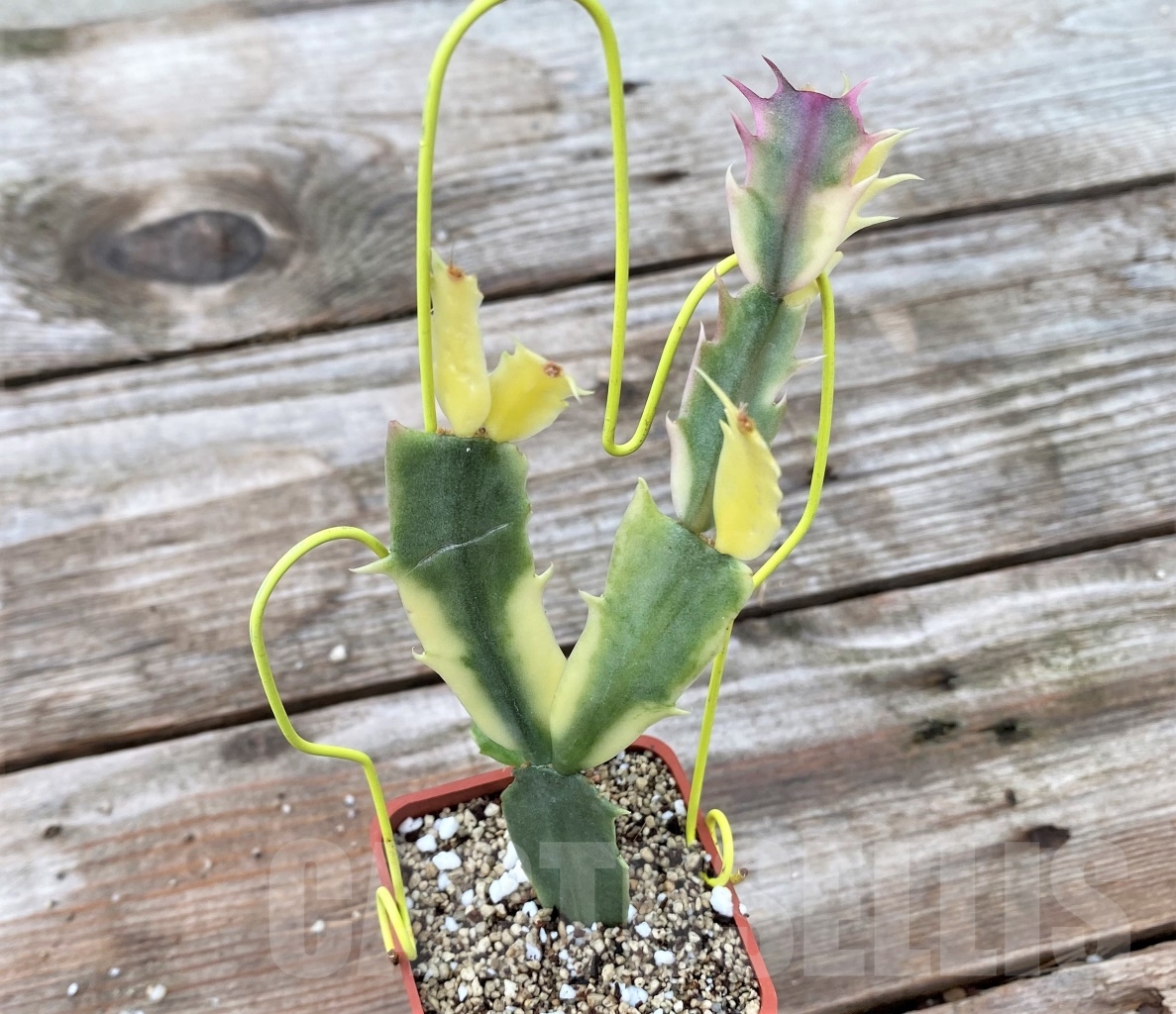 SHPR13055 Zygocactus truncata variegated ‘Schlumbergera’ - Imagen 2