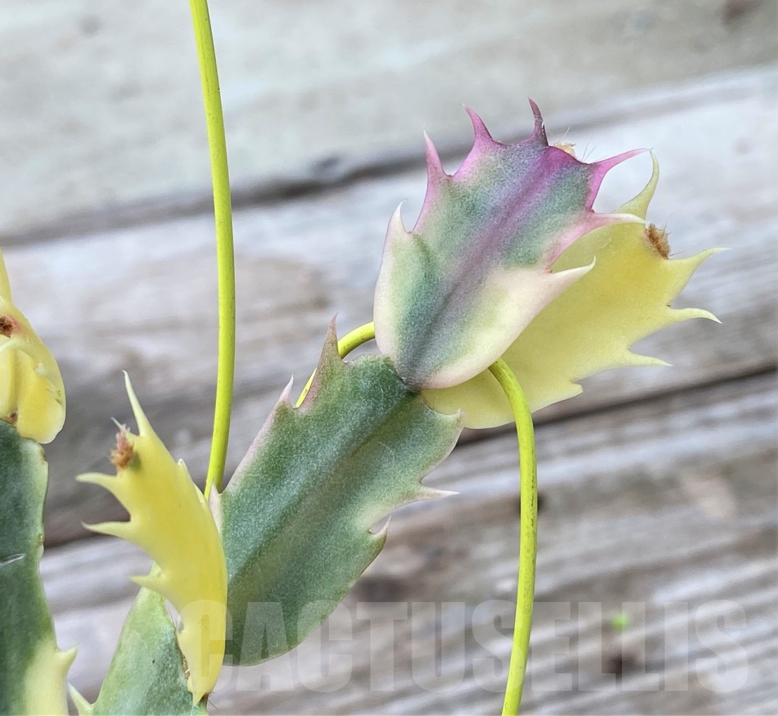 SHPR13055 Zygocactus truncata variegated ‘Schlumbergera’