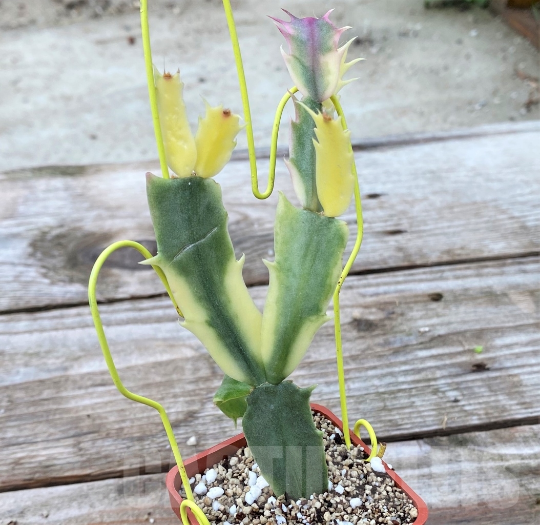 SHPR13055 Zygocactus truncata variegated ‘Schlumbergera’ - Imagen 3