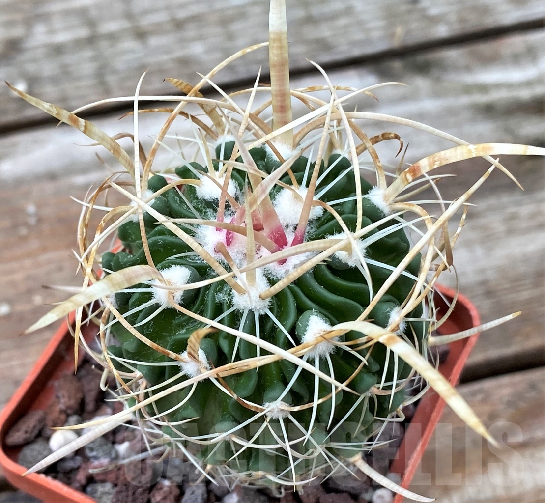 SHPR13057 Echinofossulocactus crispatus