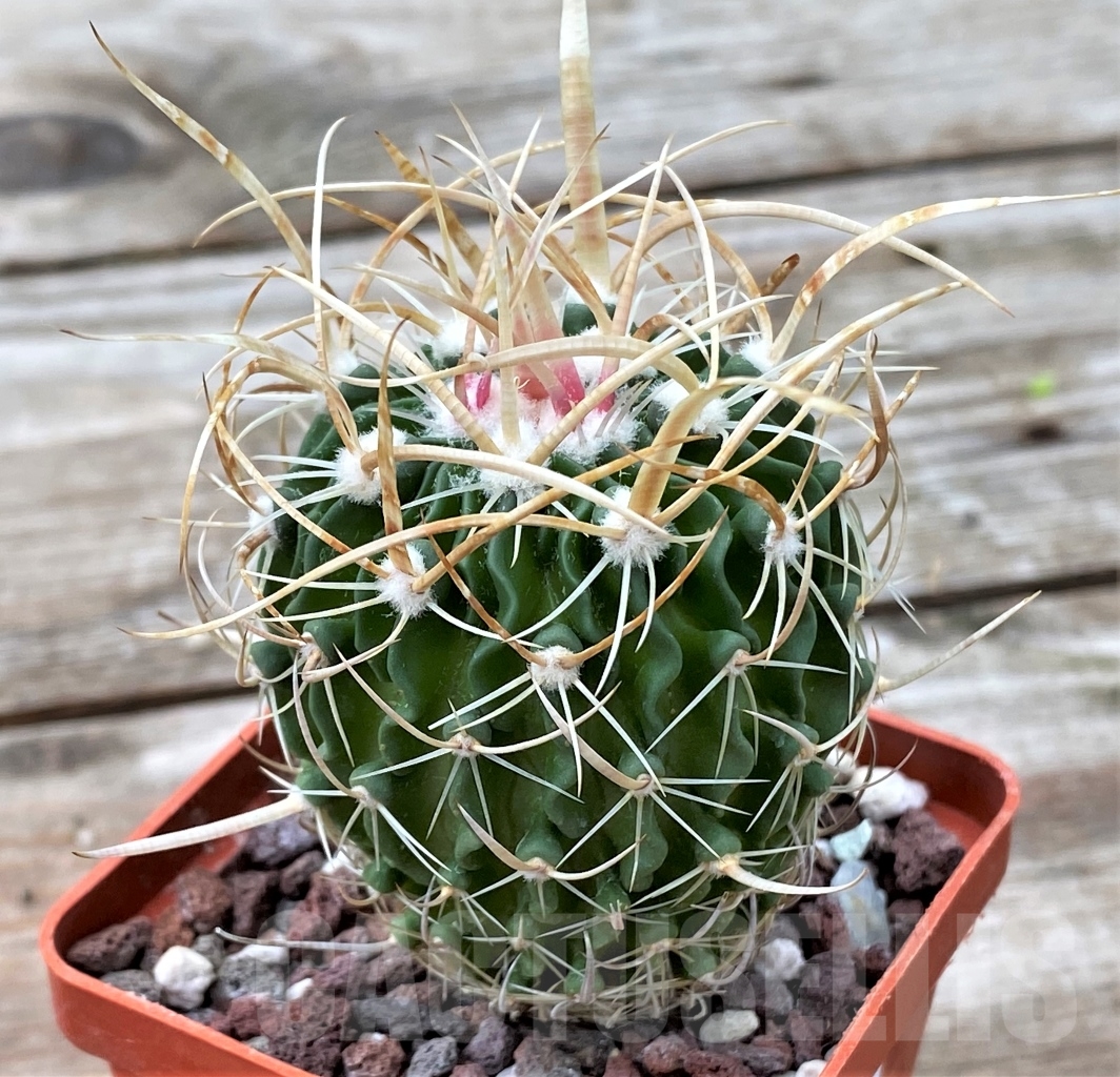 SHPR13057 Echinofossulocactus crispatus - Image 2