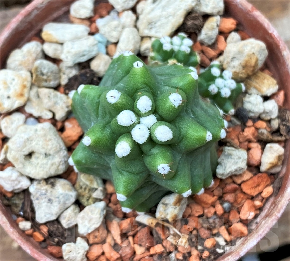 SHPR13058 Echinocereus triglochidiatus v. inermis SB 686