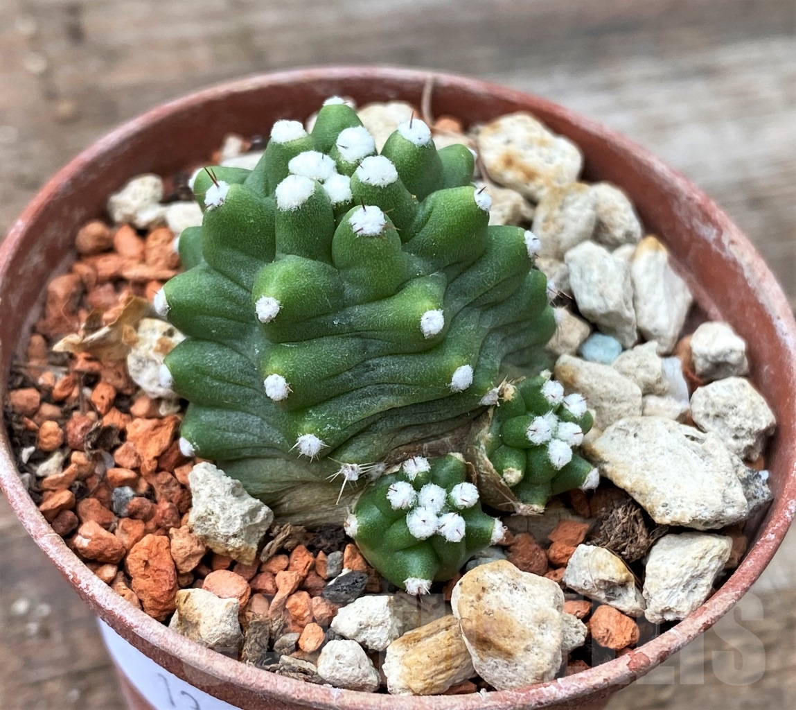 SHPR13058 Echinocereus triglochidiatus v. inermis SB 686 - Image 2