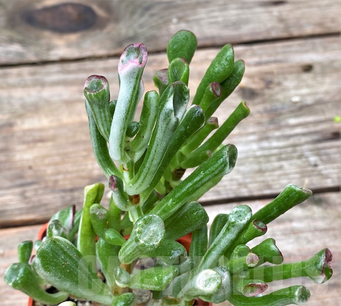 SHPR13059 Crassula Hobbit variegata
