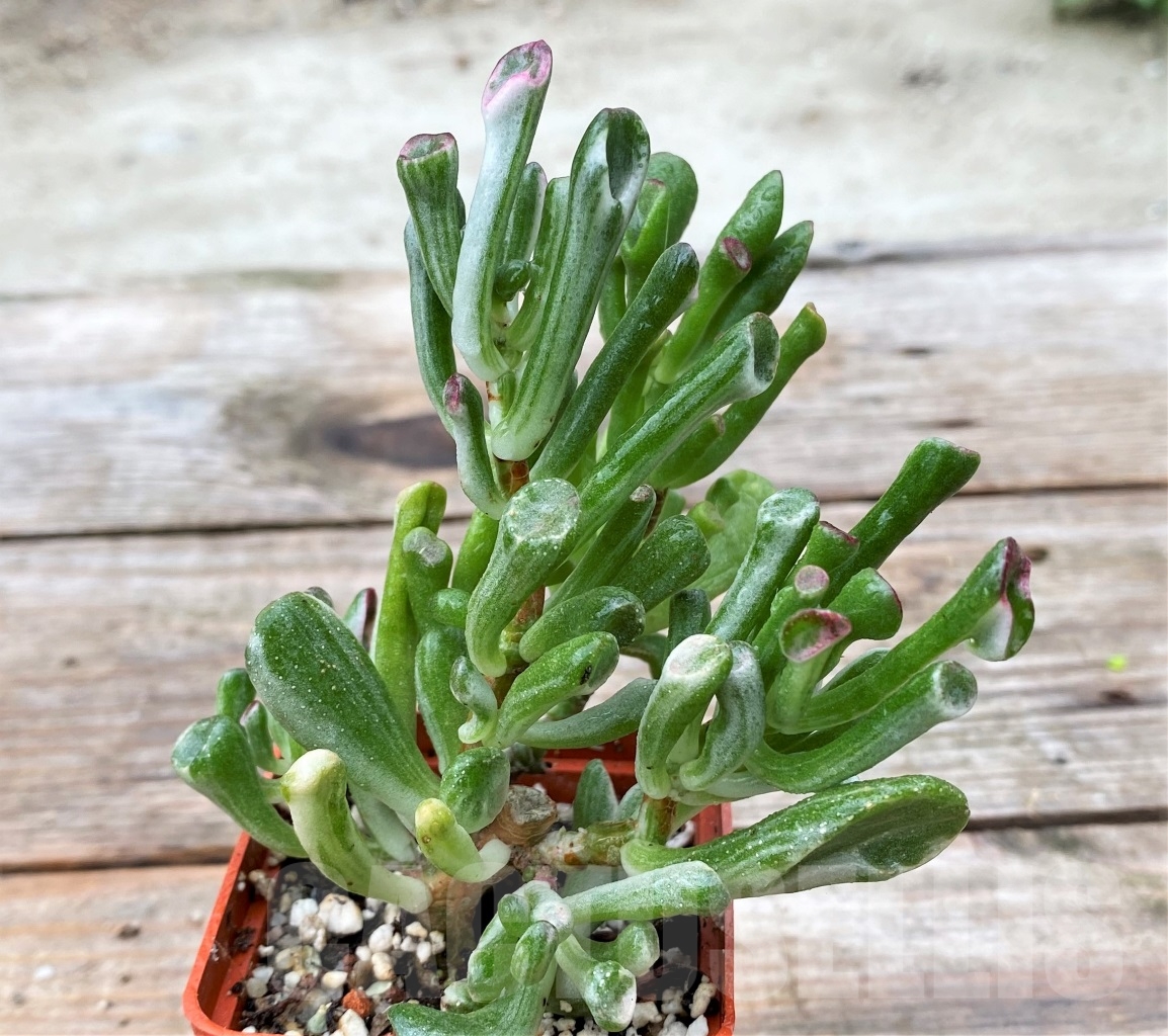 SHPR13059 Crassula Hobbit variegata - Image 2
