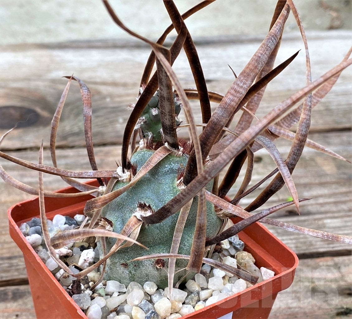 SHPR13061 Tephrocactus articulatus v. papyracanthus
