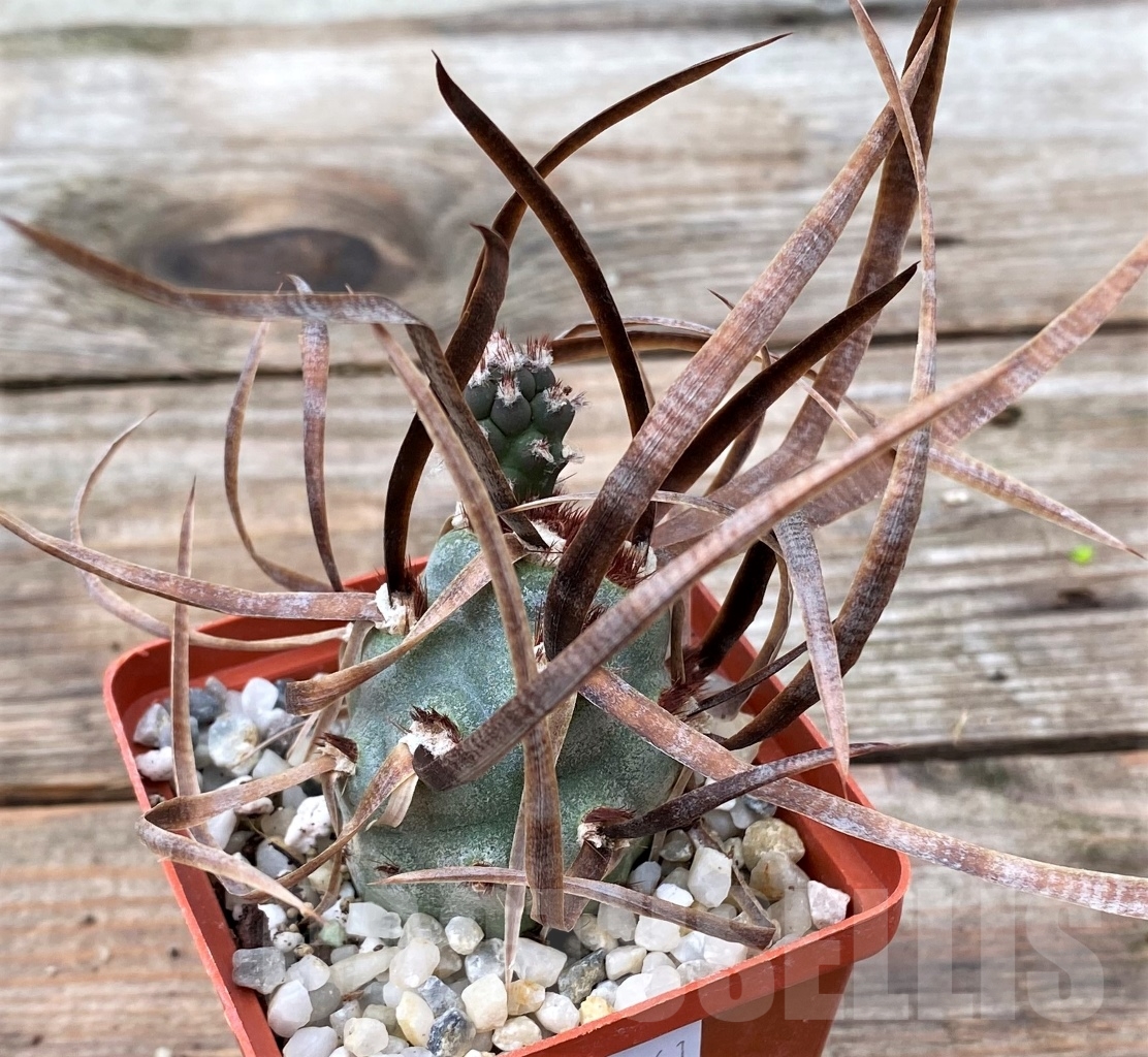 SHPR13061 Tephrocactus articulatus v. papyracanthus - Image 2