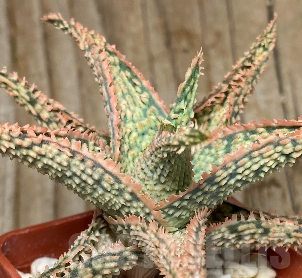 SHPR13081 Aloe hybrid