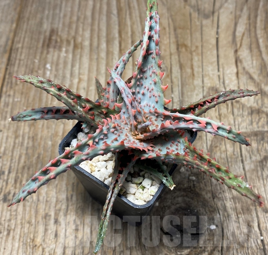 SHPR13075 Aloe castilloniae hybrid - Imagen 3