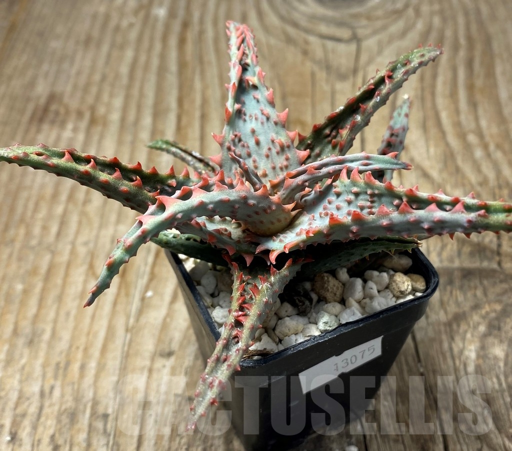SHPR13075 Aloe castilloniae hybrid - Imagen 2