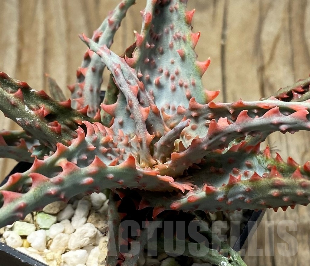 SHPR13075 Aloe castilloniae hybrid