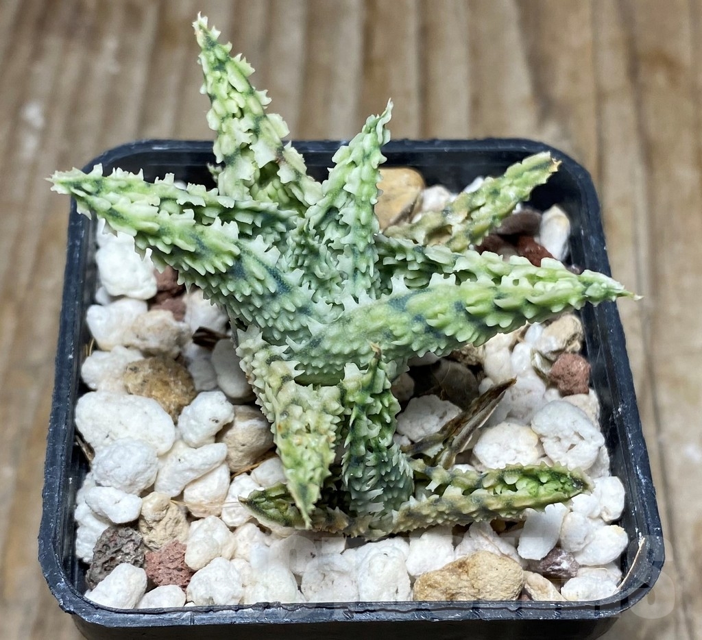 SHPR13072 Aloe hybrid - Image 2