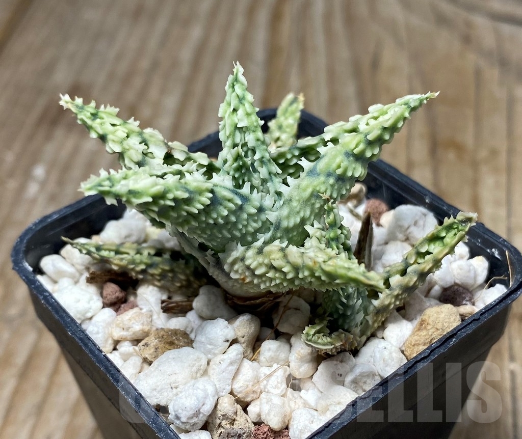 SHPR13072 Aloe hybrid