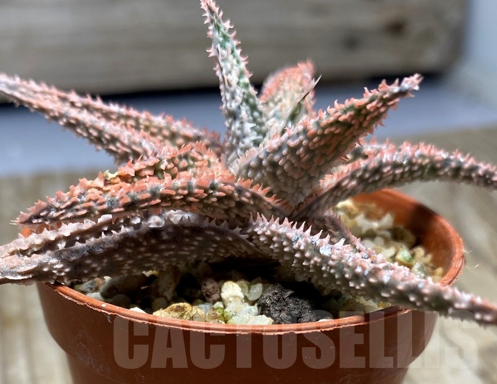 SHPR13070 Aloe hybrid