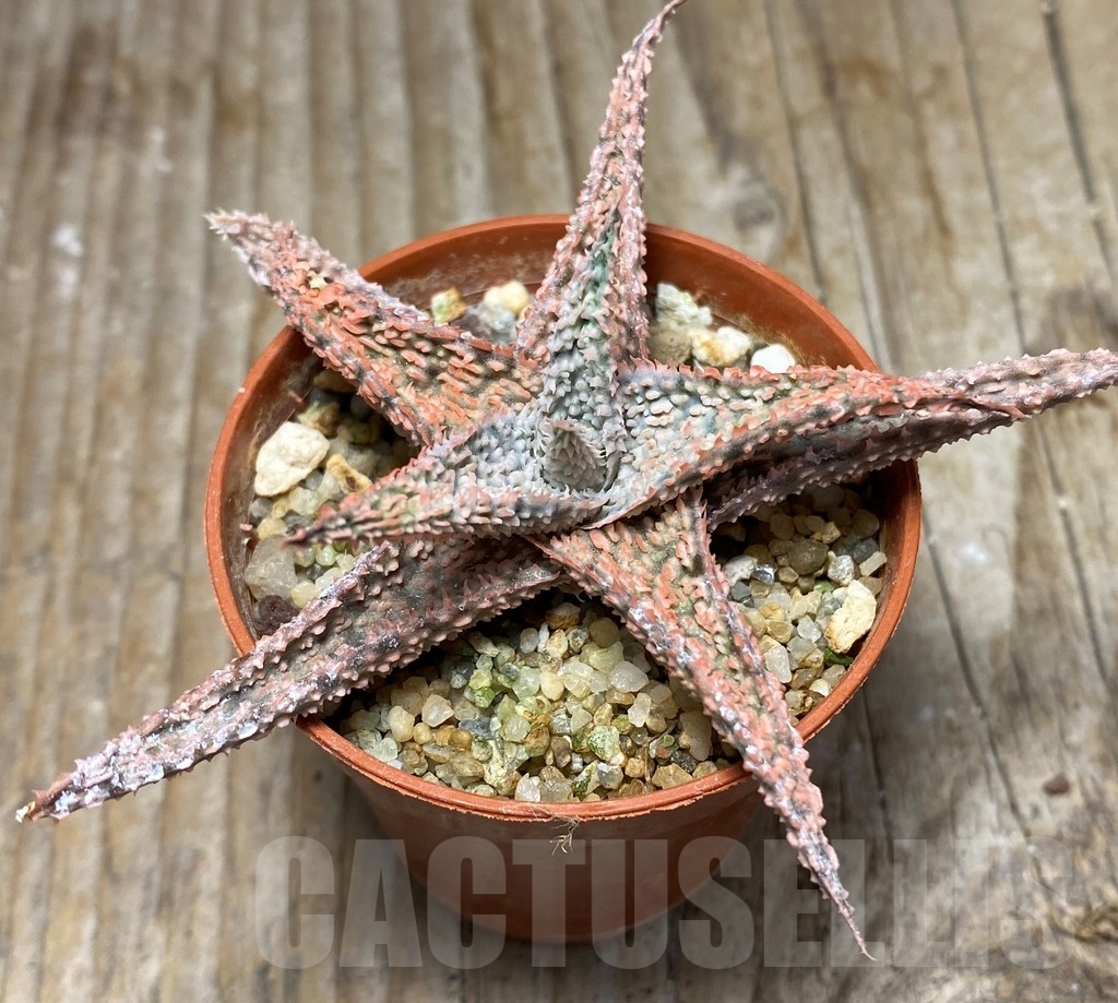 SHPR13070 Aloe hybrid - Image 2