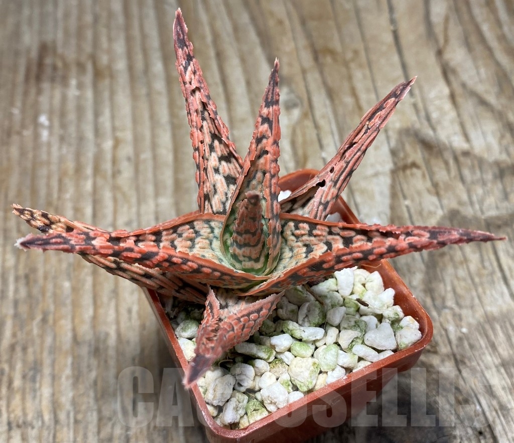 SHPR13069 Aloe hybrid - immagine 2