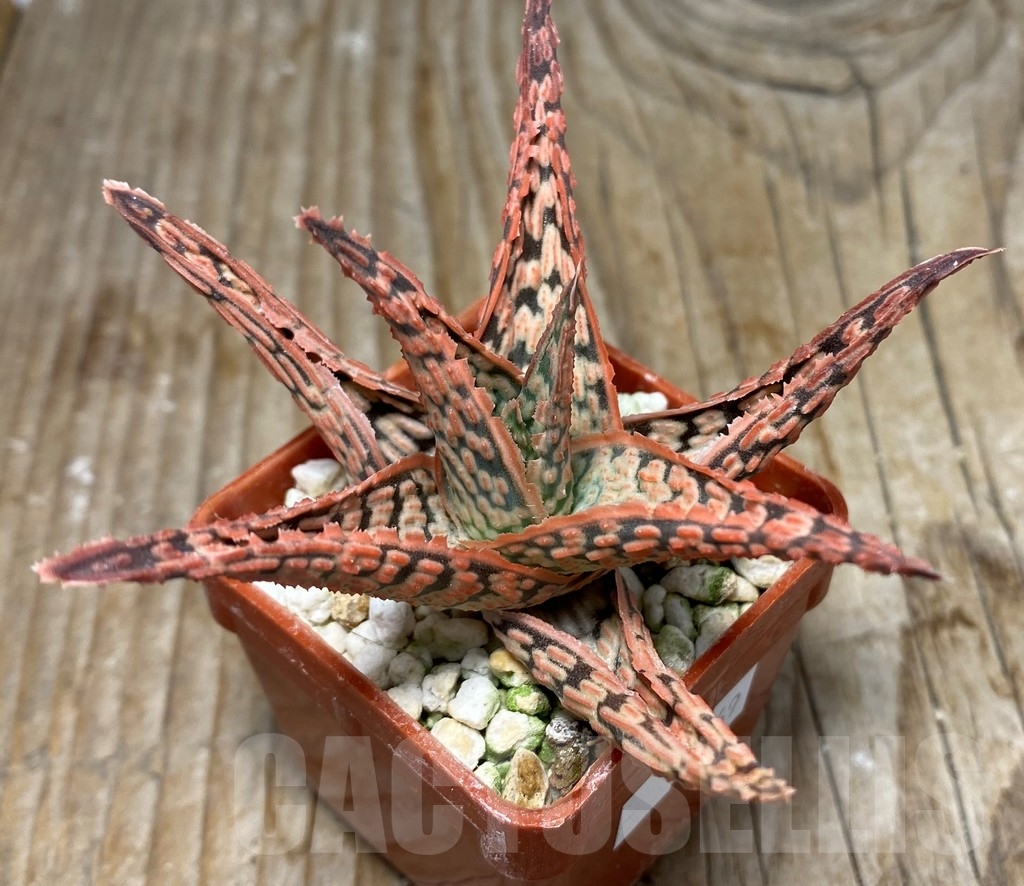 SHPR13069 Aloe hybrid