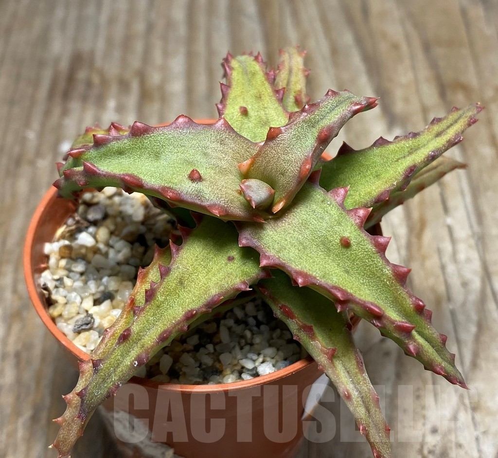 SHPR13068 Aloe castilloniae - Image 2