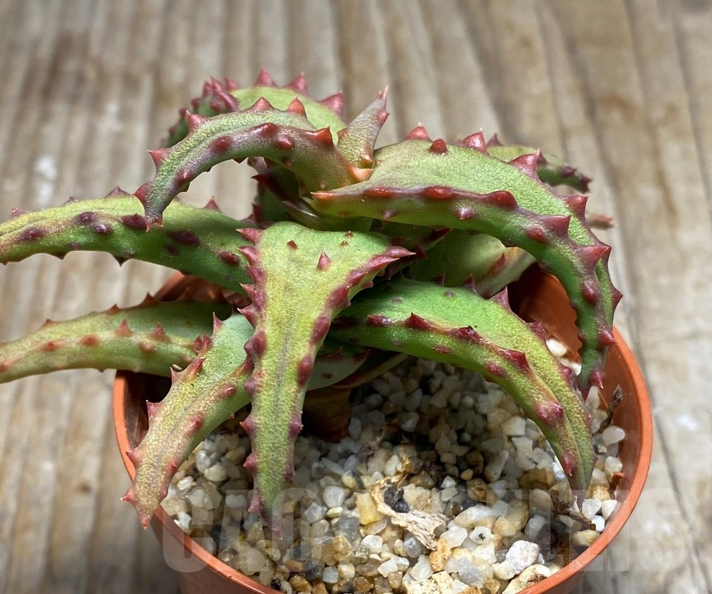 SHPR13068 Aloe castilloniae