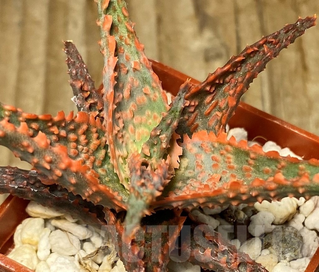 SHPR13065 Aloe hybrid - immagine 2