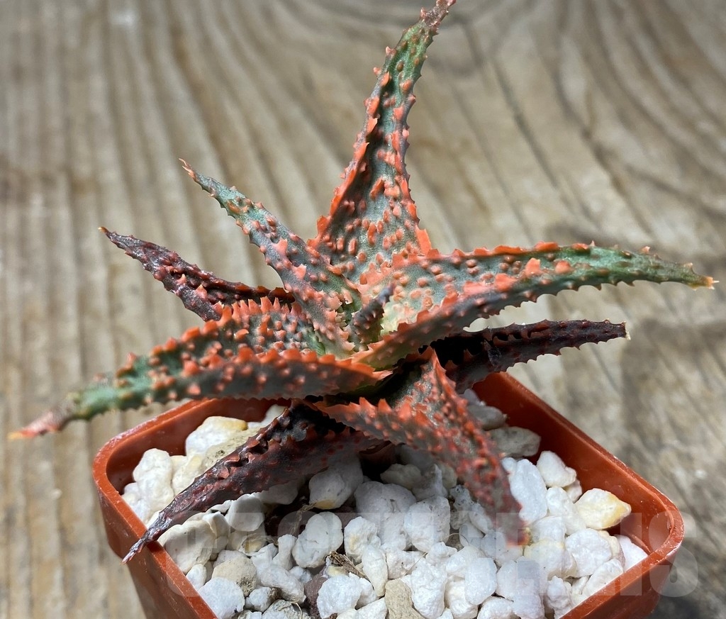 SHPR13065 Aloe hybrid