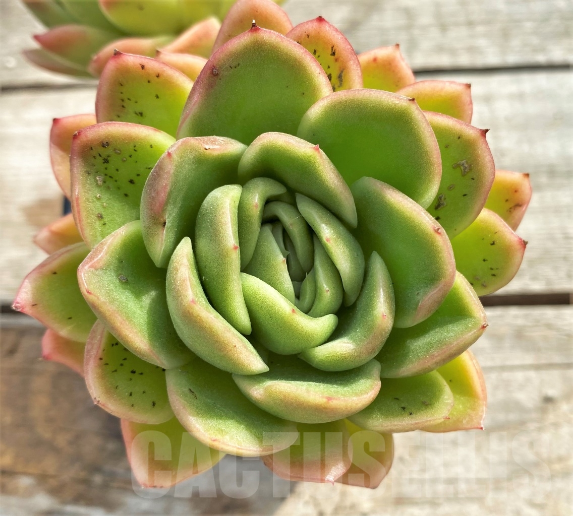 SHPR13088 Echeveria agavoides