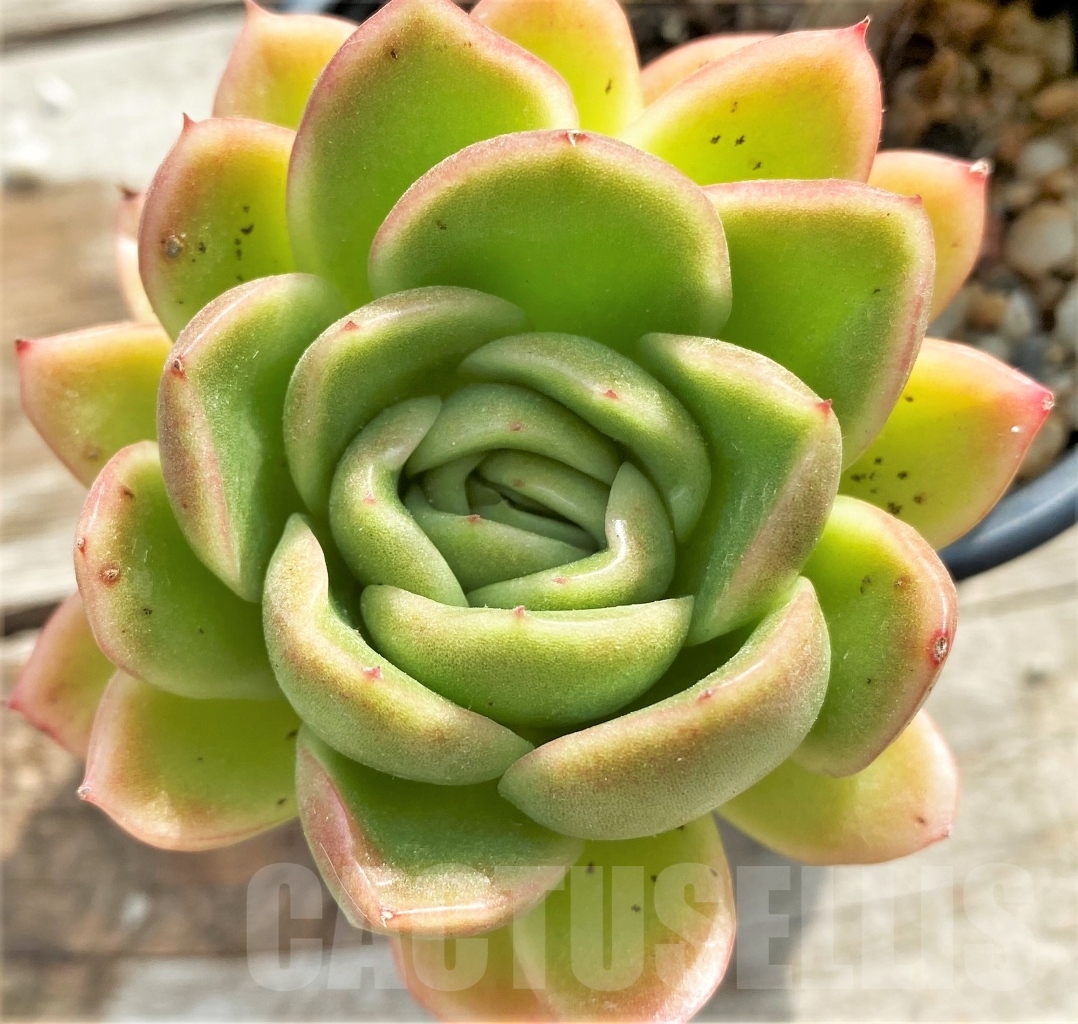 SHPR13088 Echeveria agavoides - Image 2