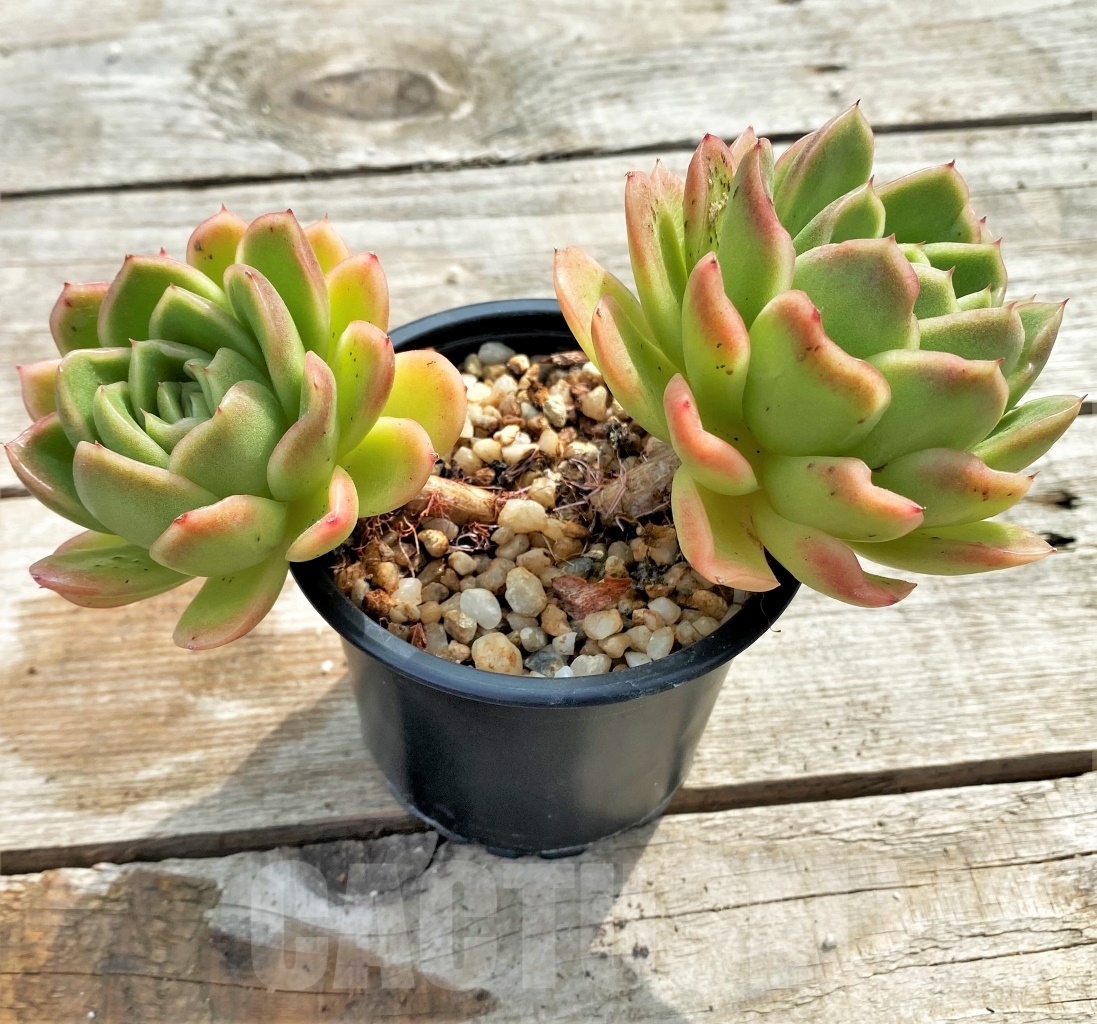 SHPR13088 Echeveria agavoides - Image 3