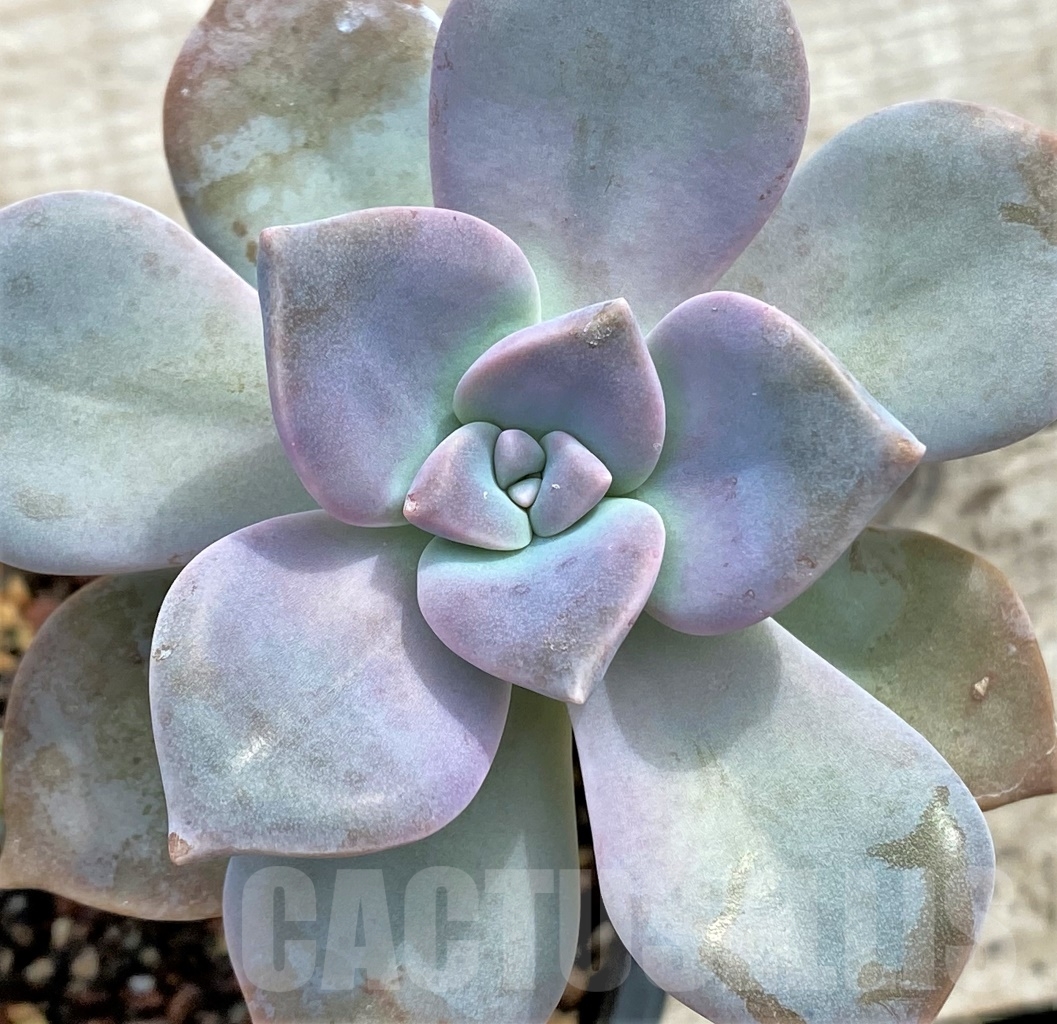 SHPR13091 Graptopetalum 'Snow White', 2 heads