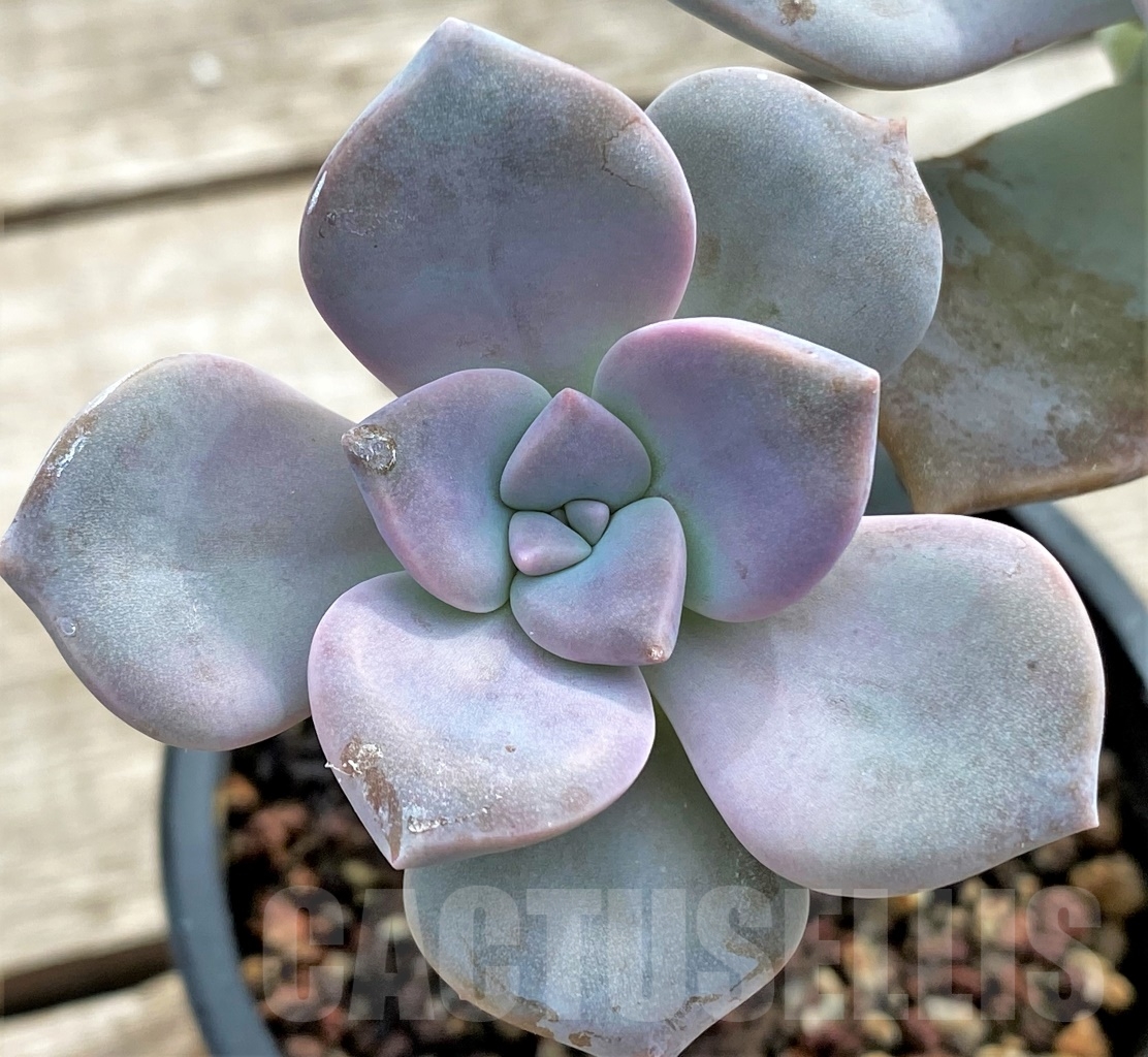 SHPR13091 Graptopetalum 'Snow White', 2 heads - Image 2