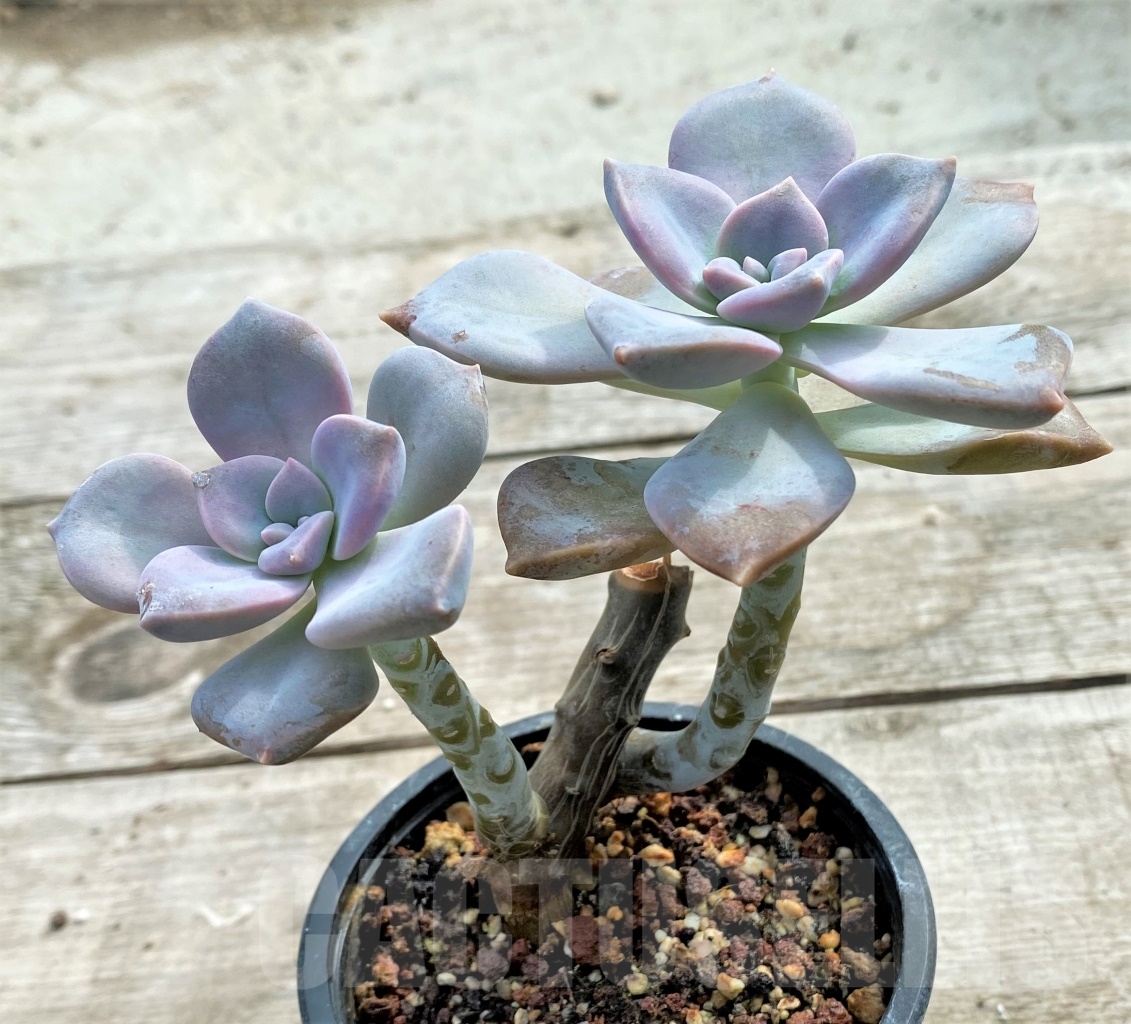 SHPR13091 Graptopetalum 'Snow White', 2 heads - Image 3