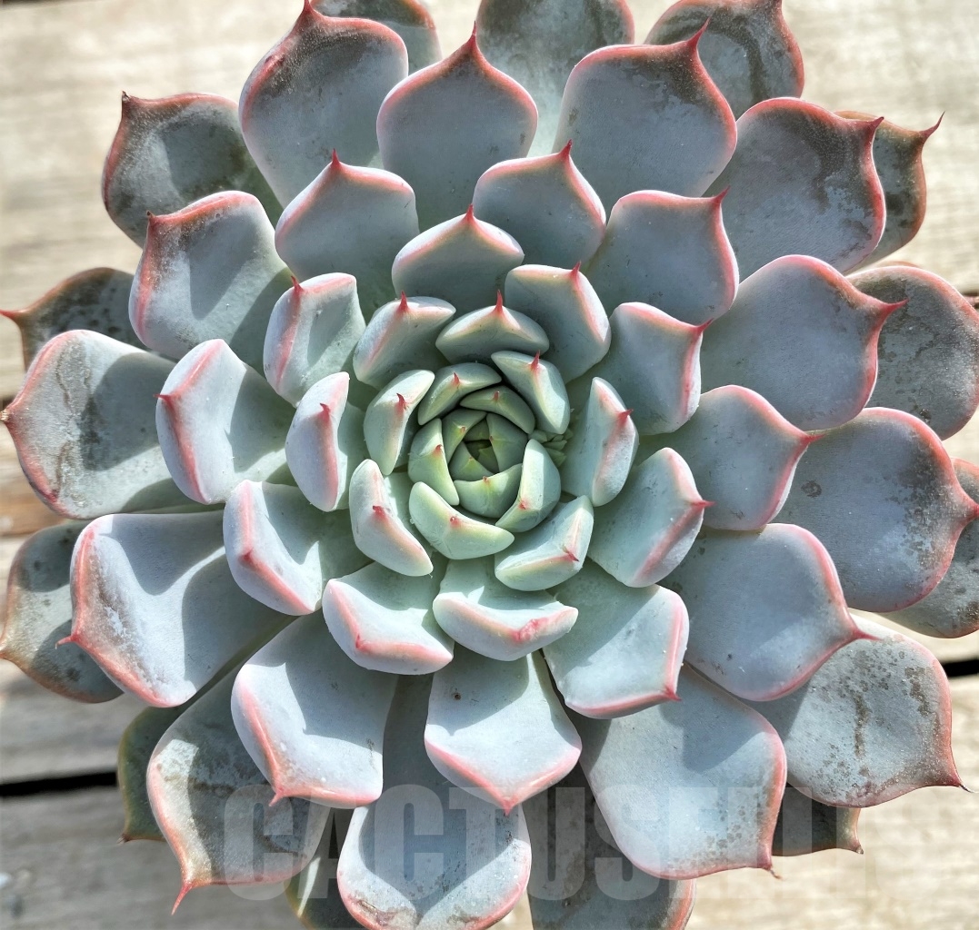 SHPR13093 Echeveria 'Pink Zaragoza'