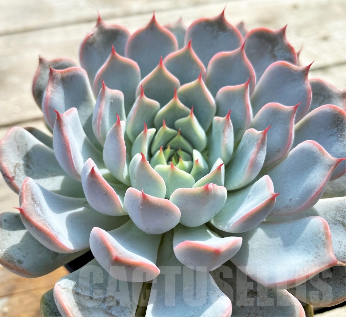 SHPR13093 Echeveria 'Pink Zaragoza' – Bild 2