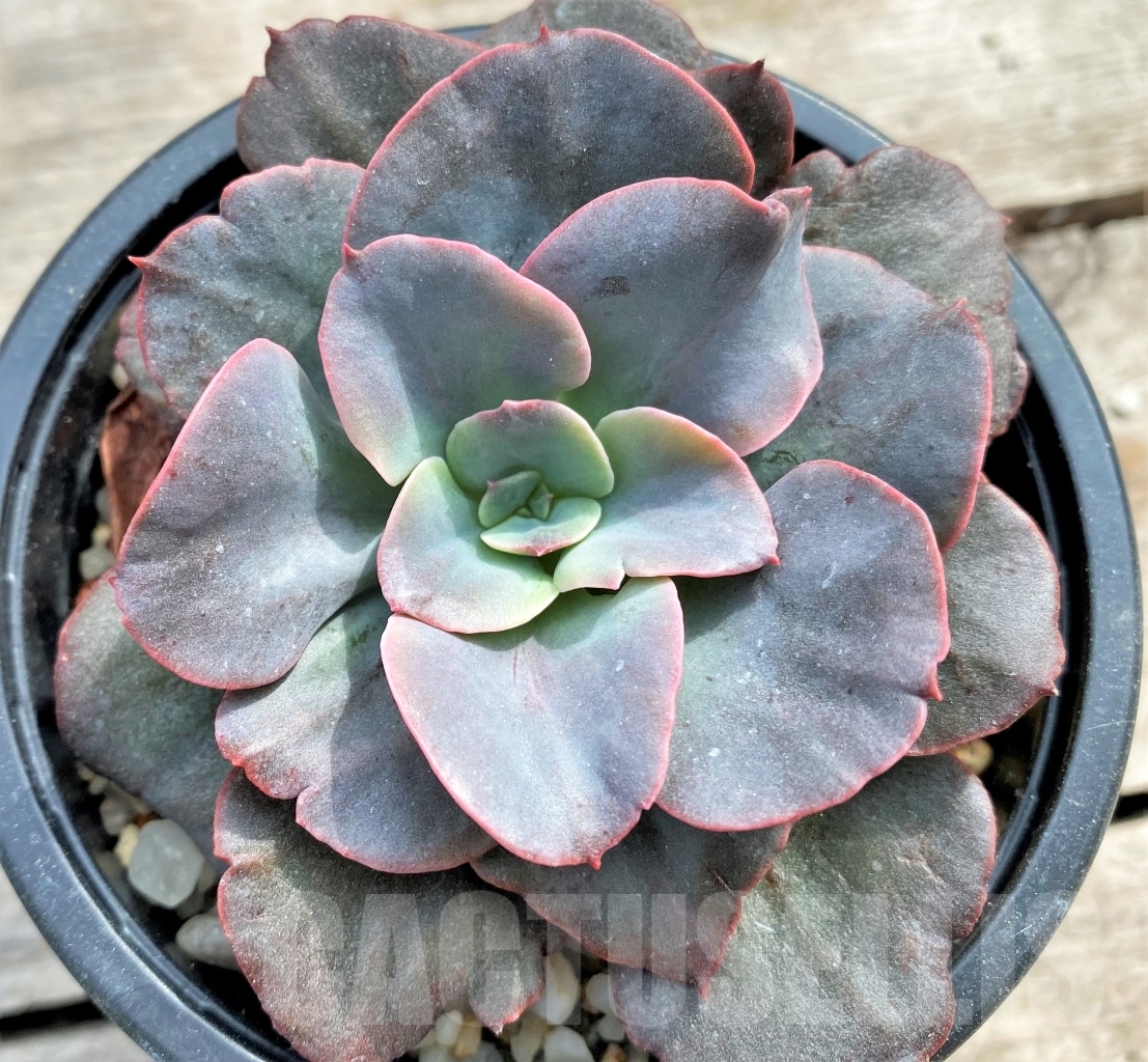 SHPR13094 Echeveria 'Red Sky' x ? - Obrázek 2